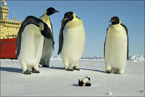 Antarctic doll
