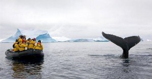 A little zodiac brings Antarctica tourists in touching distance of a whale